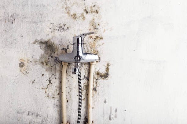 Best Mold Removal Company Near Me  in Vanceburg, KY