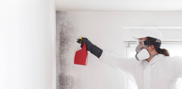 Best Crawl Space Mold Removal  in Vanceburg, KY