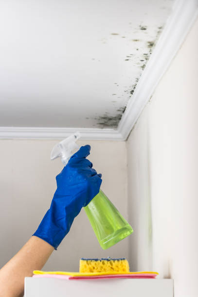 Best Fast Mold Removal  in Vanceburg, KY